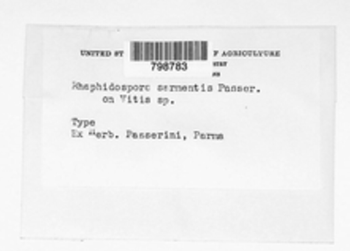 Rhaphidophora sarmenti image